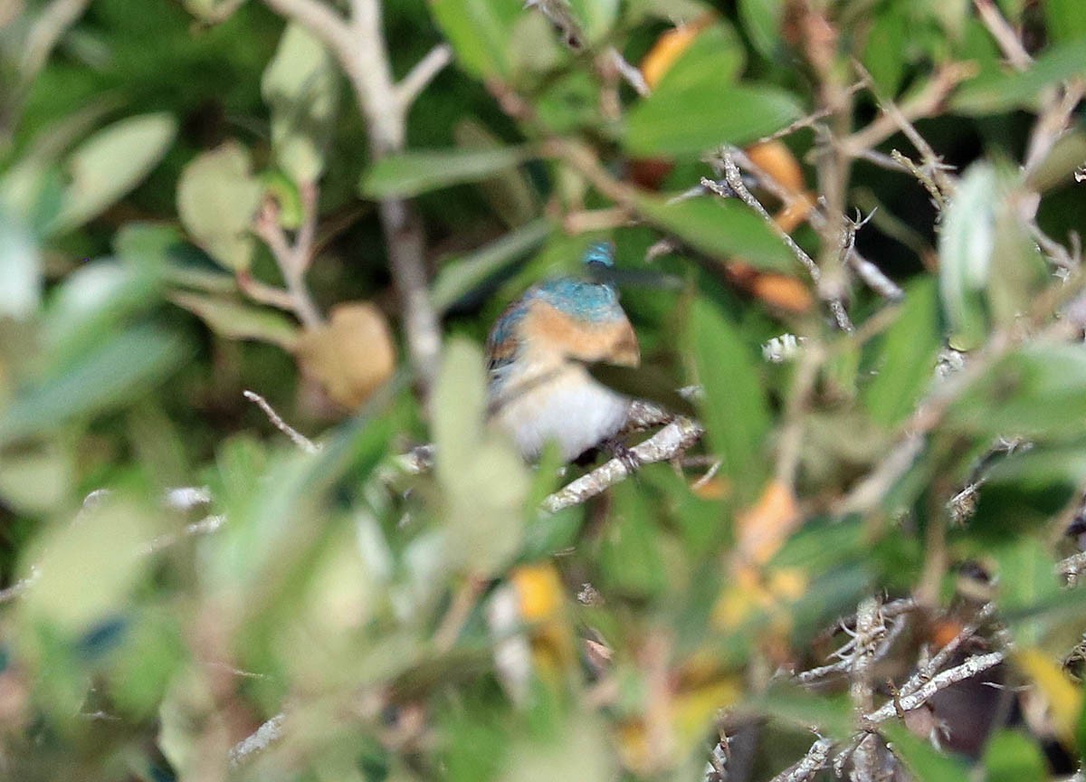 Lazuli Bunting - ML283020161