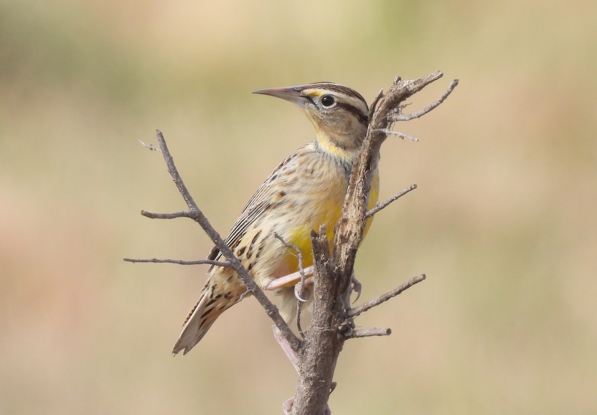 Western Meadowlark - ML283021921