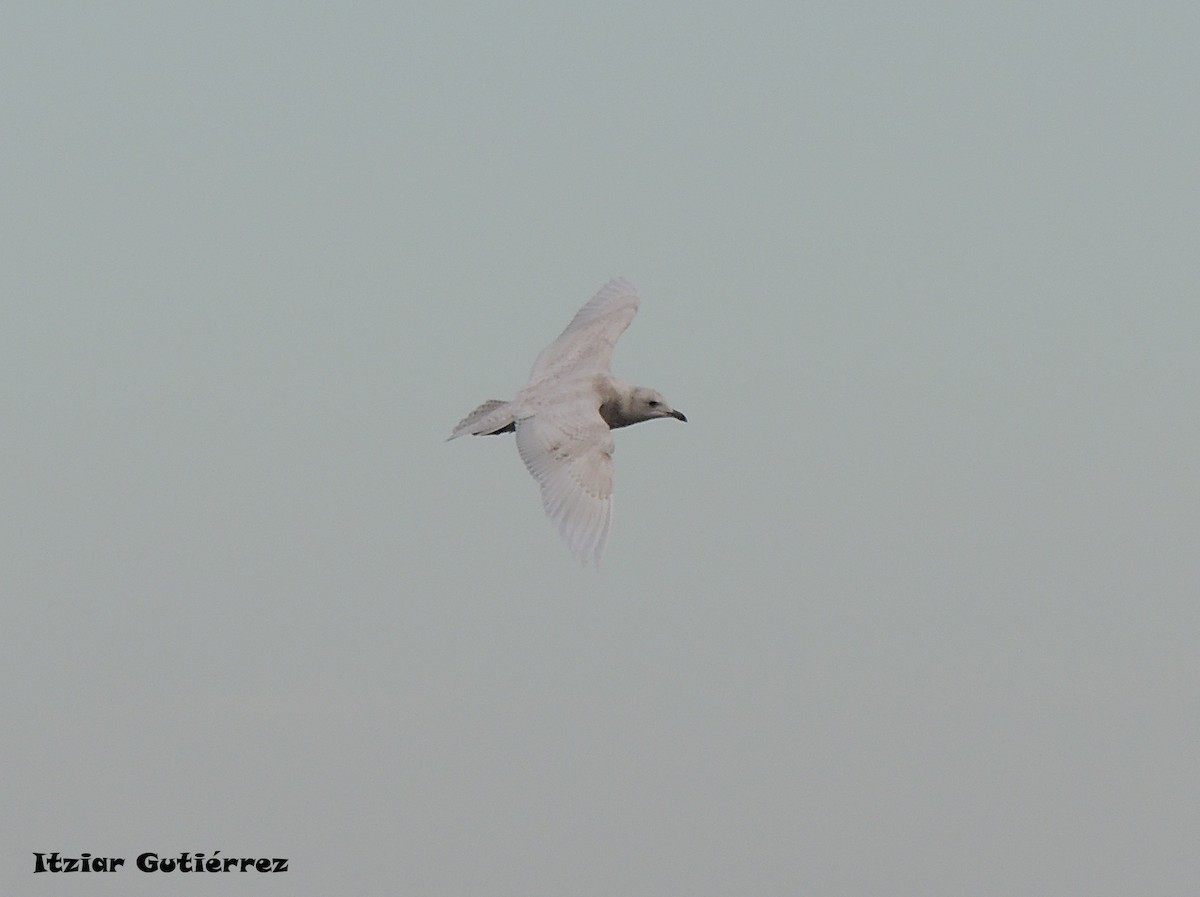 Iceland Gull - ML283024001