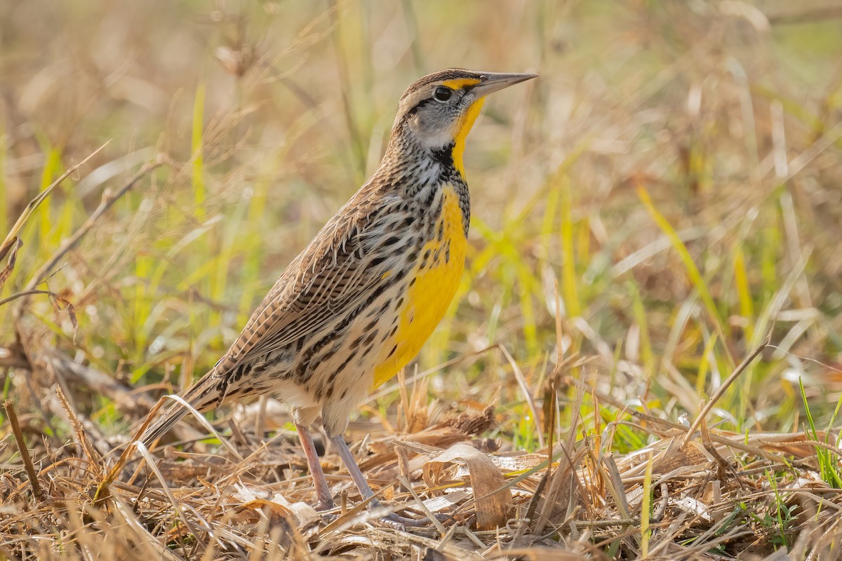 Eastern Meadowlark - ML283024771