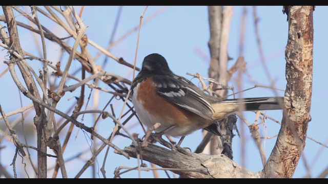 Spotted Towhee - ML283024991