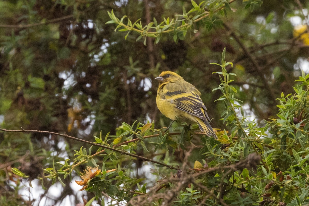 Yellow-crowned Canary - ML283025481