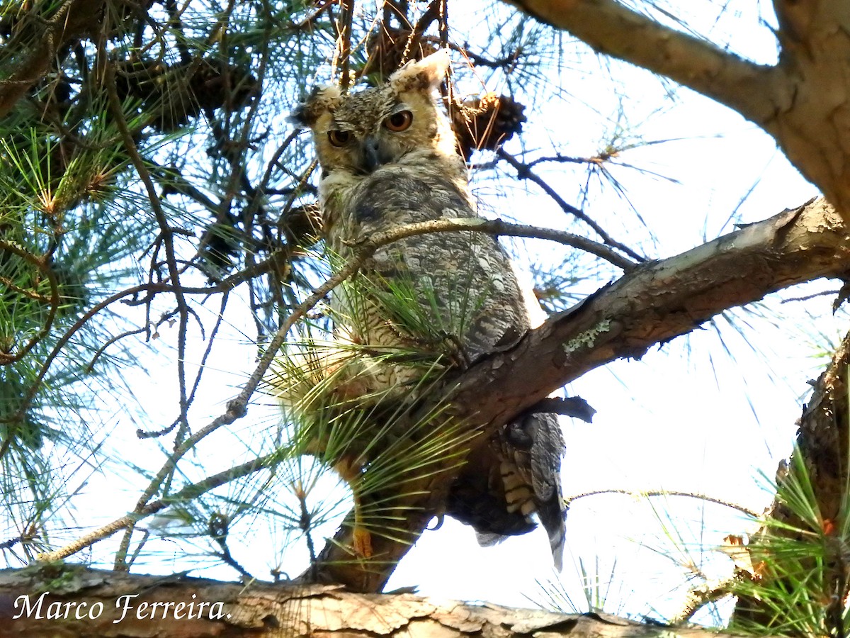 Great Horned Owl - ML283027461