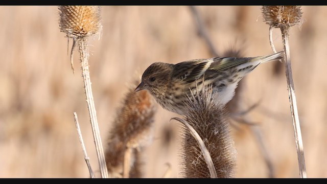 Pine Siskin - ML283027941