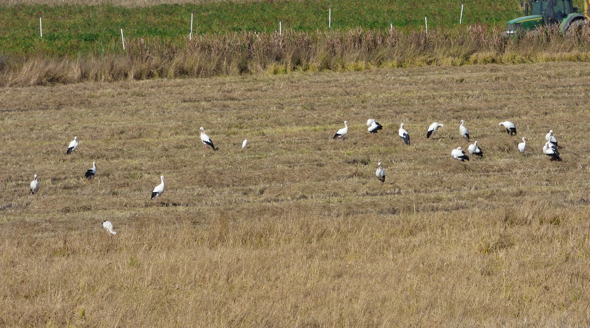 Zikoina zuria - ML283028221