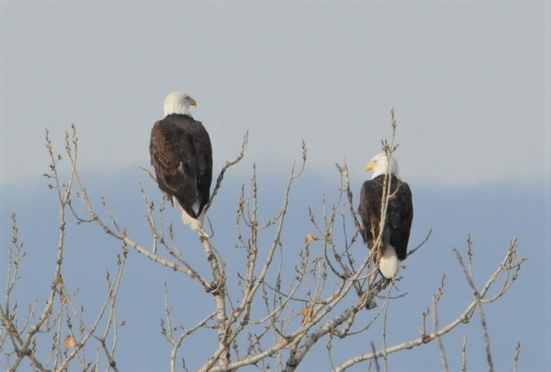 Bald Eagle - ML283029191