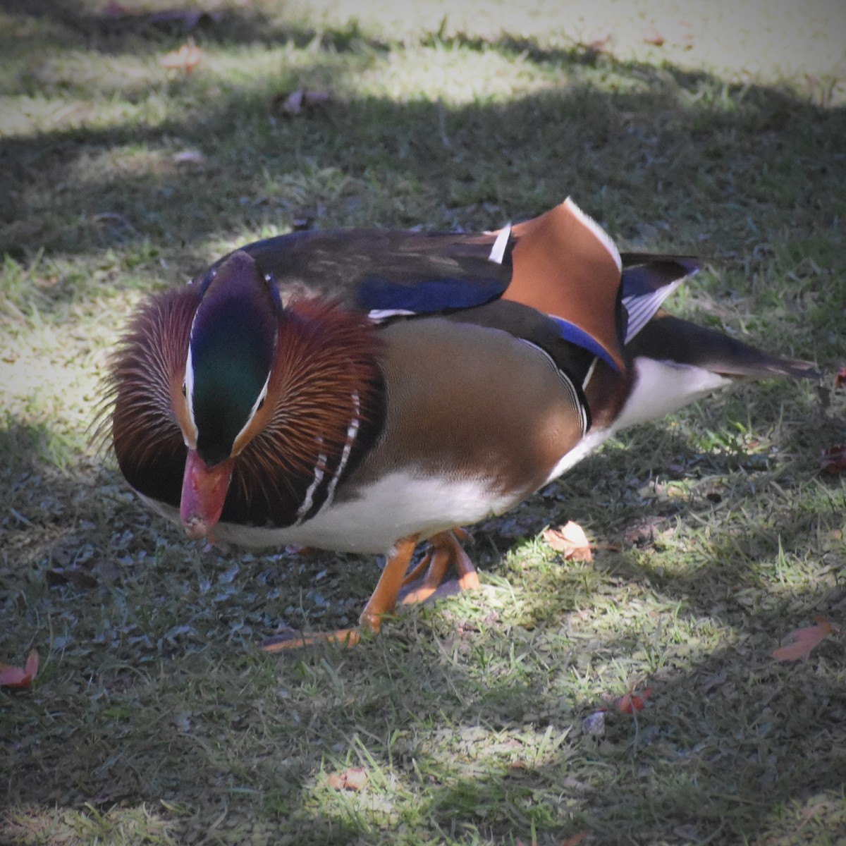 Mandarin Duck - ML283029291