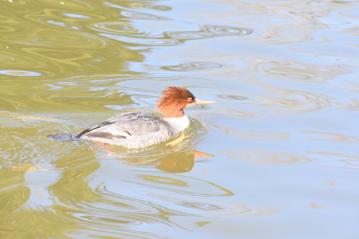 Common Merganser - ML283029691
