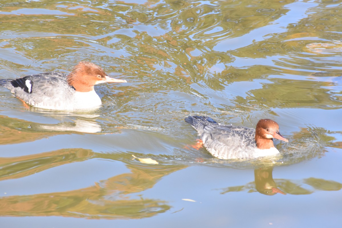 Common Merganser - ML283029701