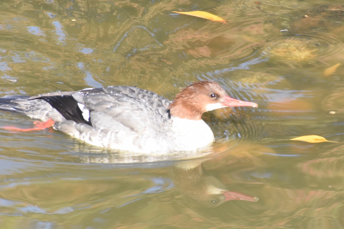 Common Merganser - ML283029721