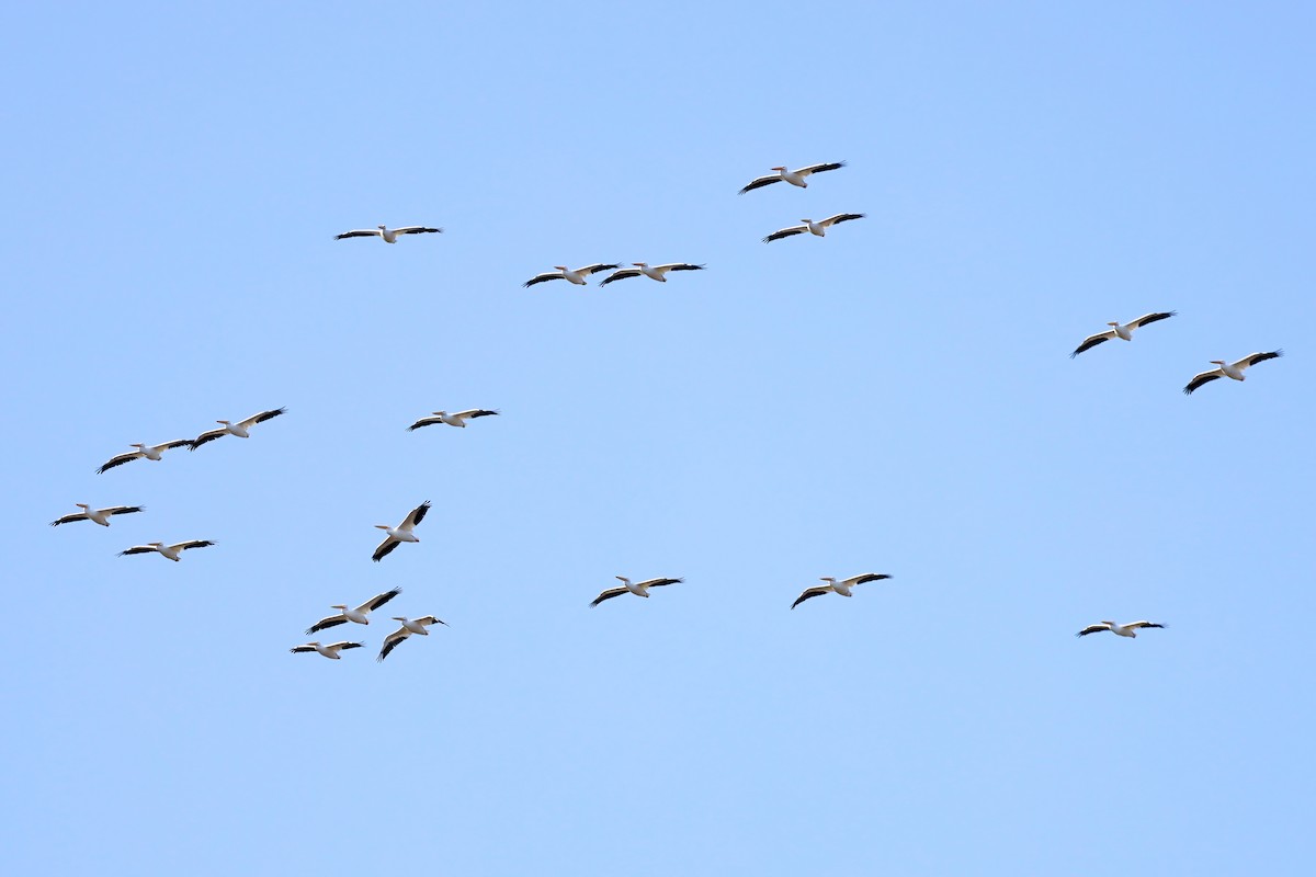 American White Pelican - Brent Cox