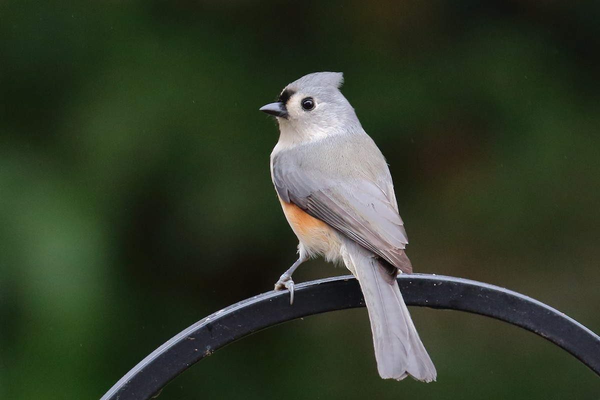 Tufted Titmouse - David Disher