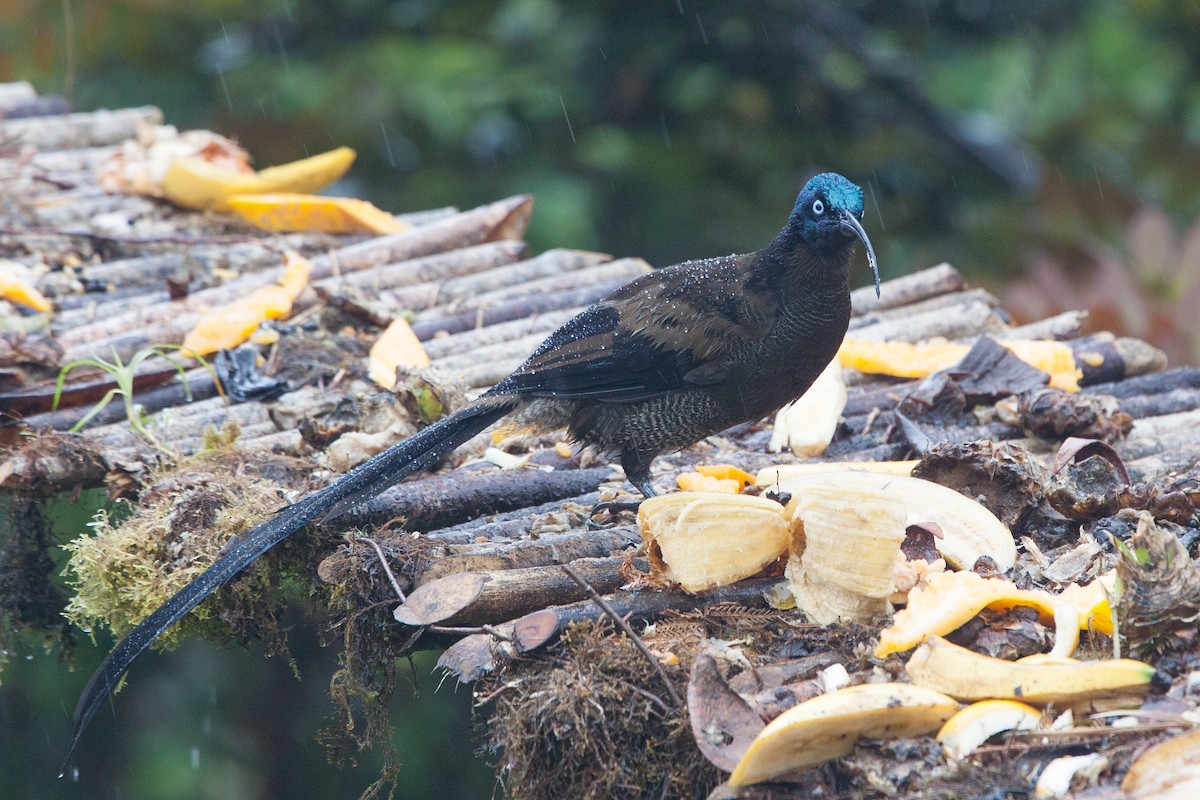 Brown Sicklebill - ML283031961