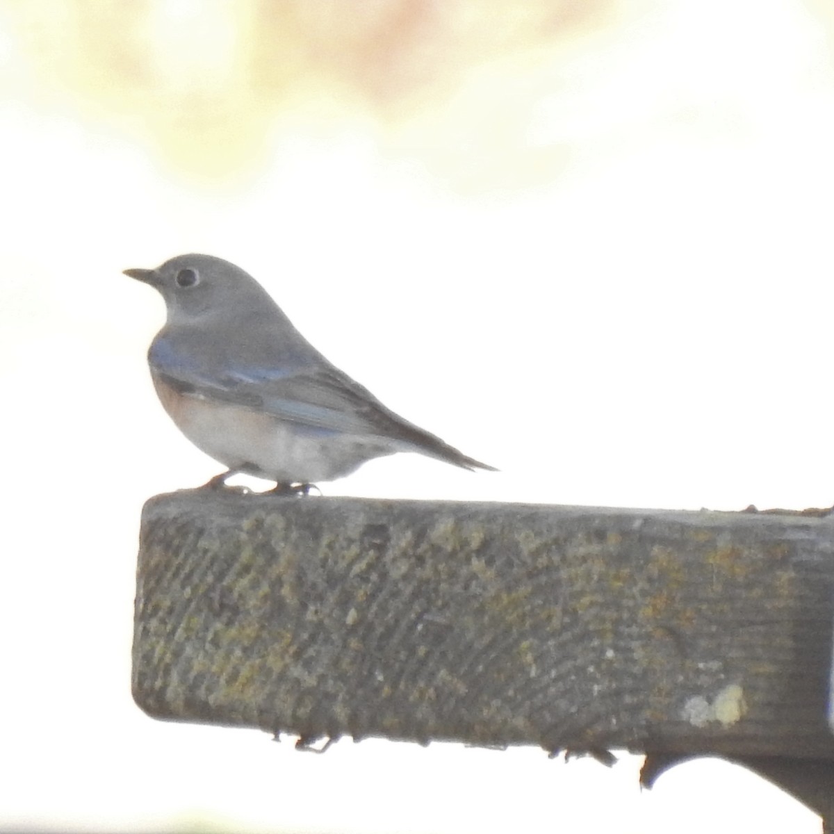 Western Bluebird - ML283032221