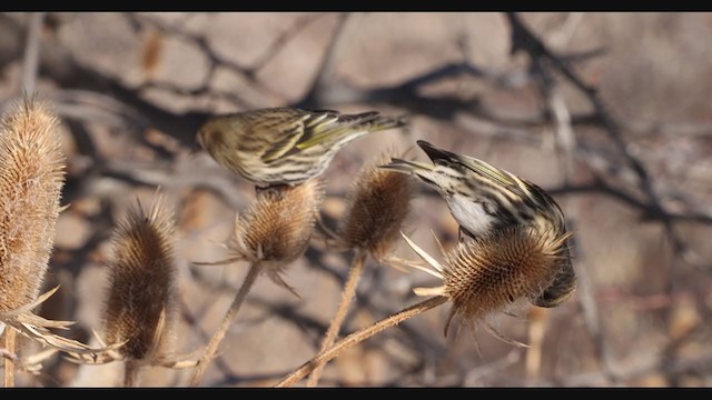 Pine Siskin - ML283032491