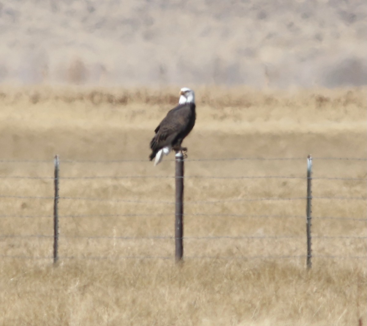 Bald Eagle - Bill Frey