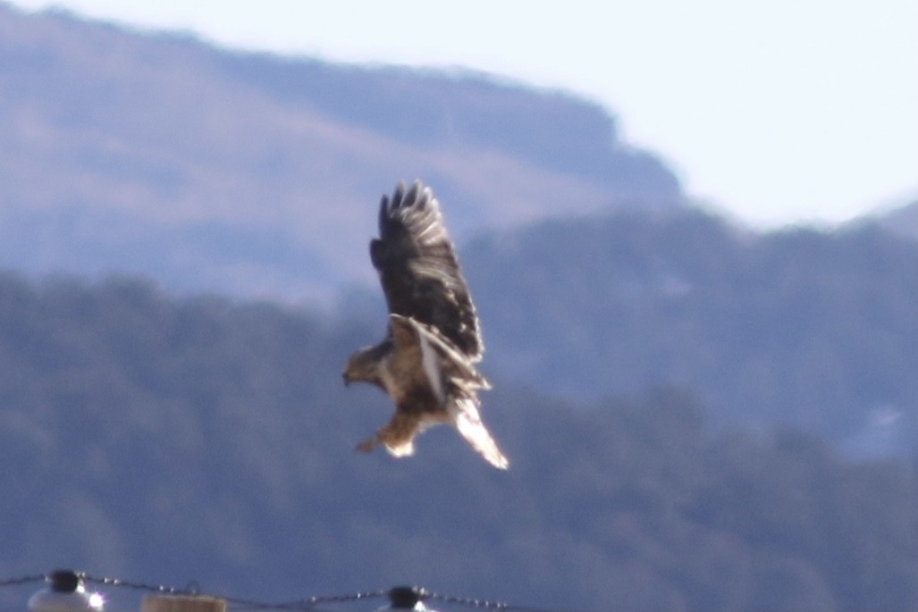 Rough-legged Hawk - Bill Frey