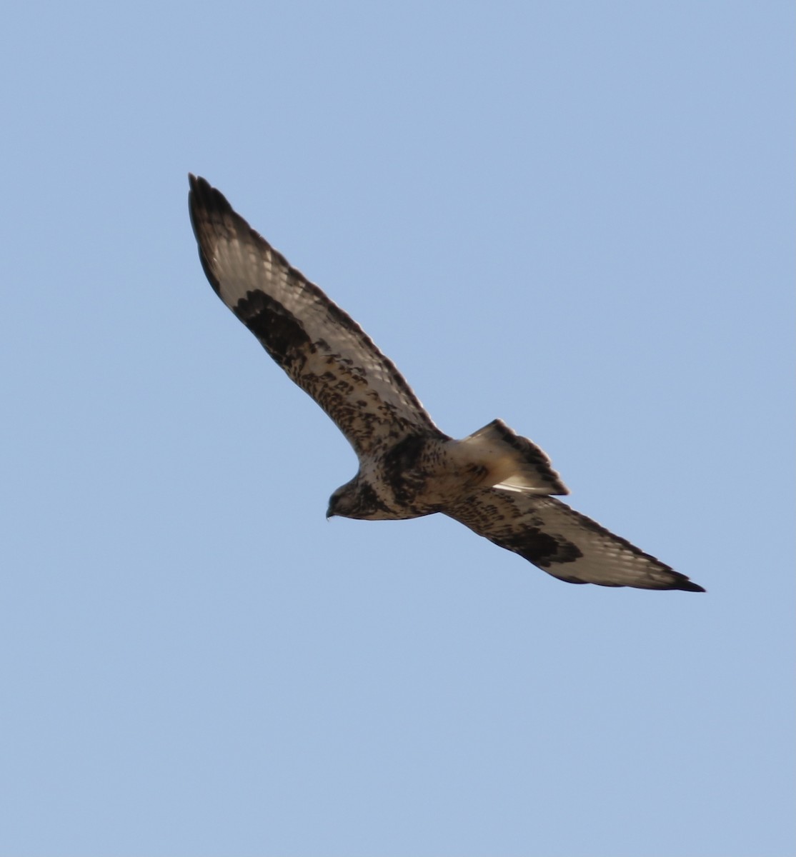 Rough-legged Hawk - ML283032981