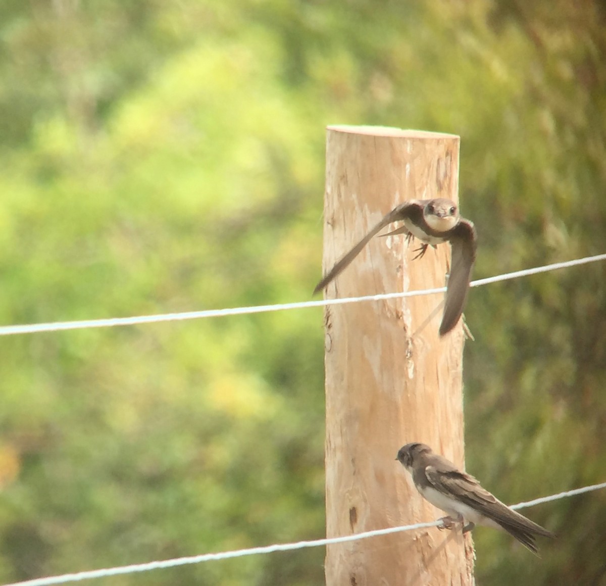 Bank Swallow - ML283034581