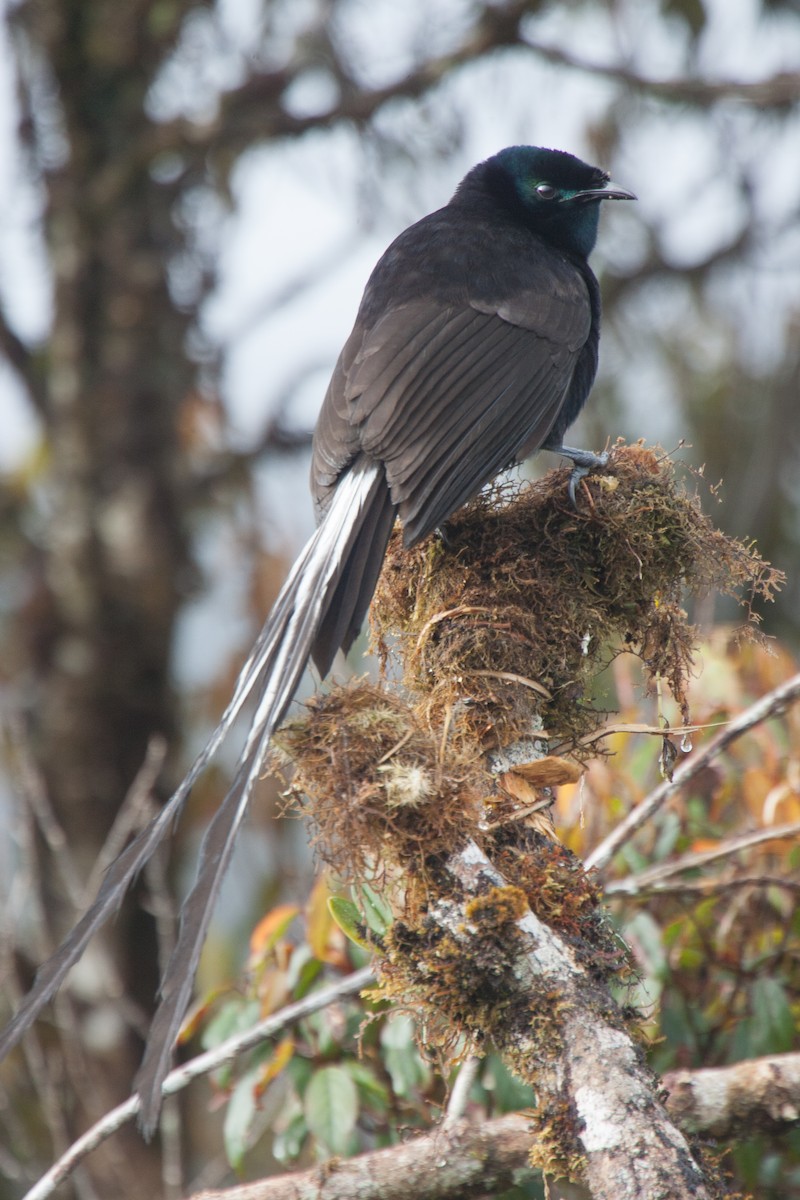 Ribbon-tailed Astrapia - ML283035771