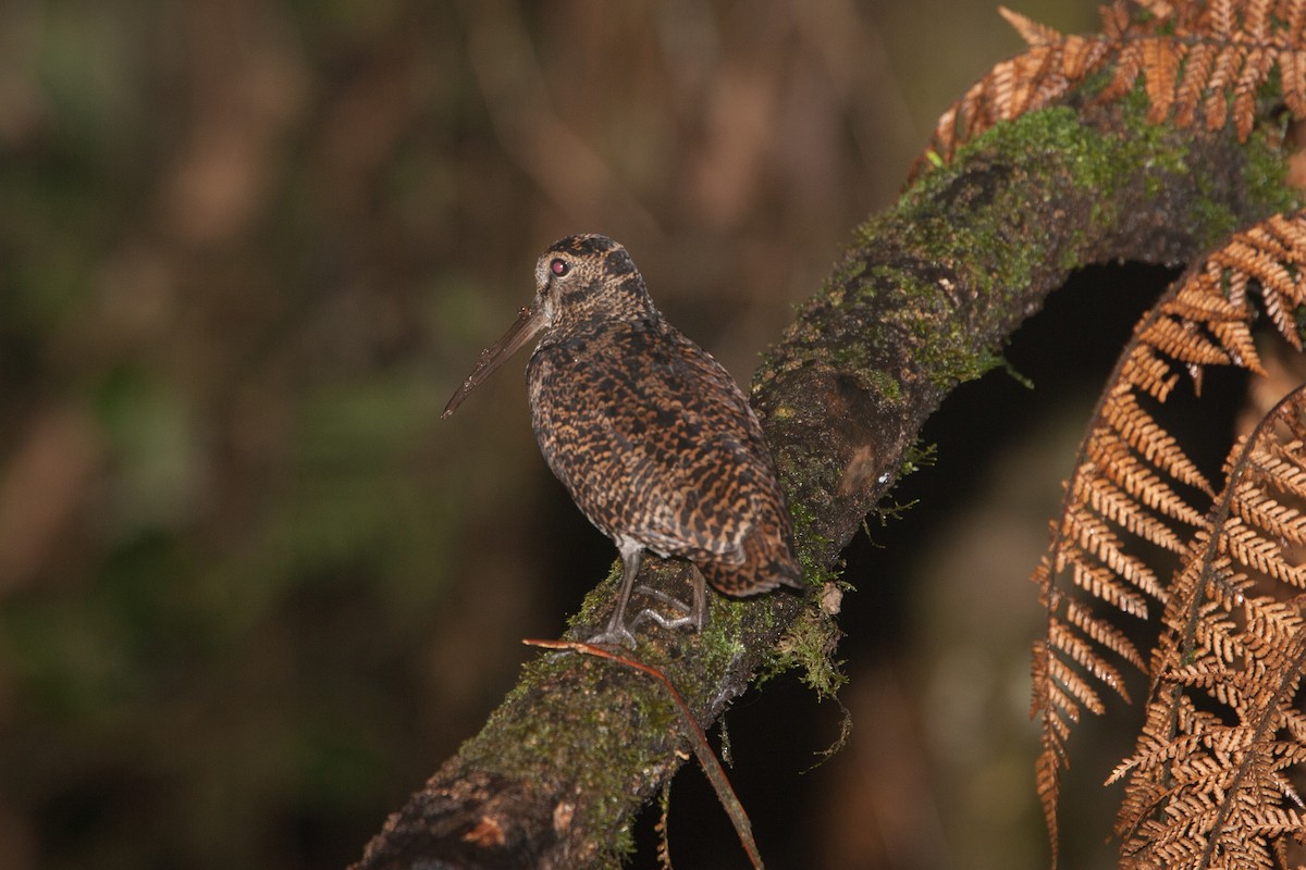 New Guinea Woodcock - ML283037391