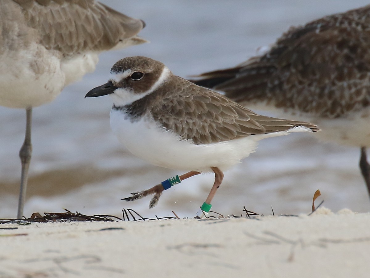 Wilson's Plover - Doug Beach