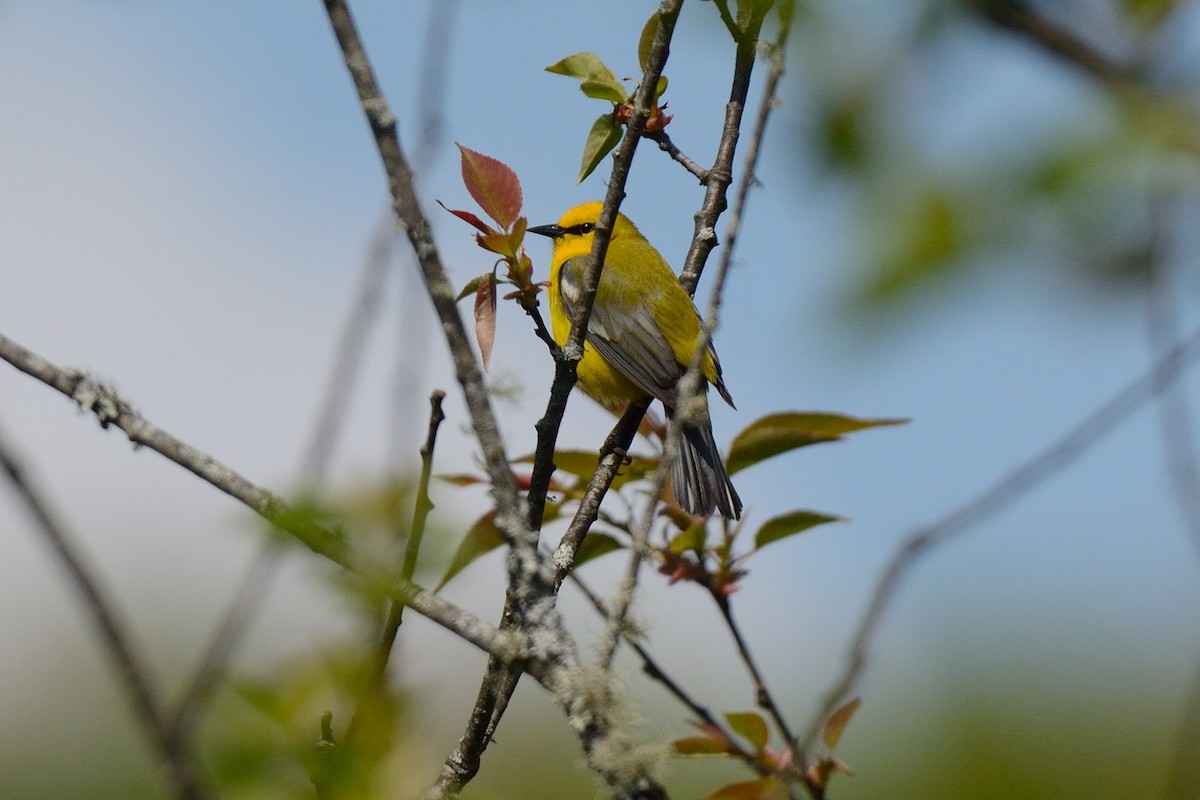 Blue-winged Warbler - ML28304051