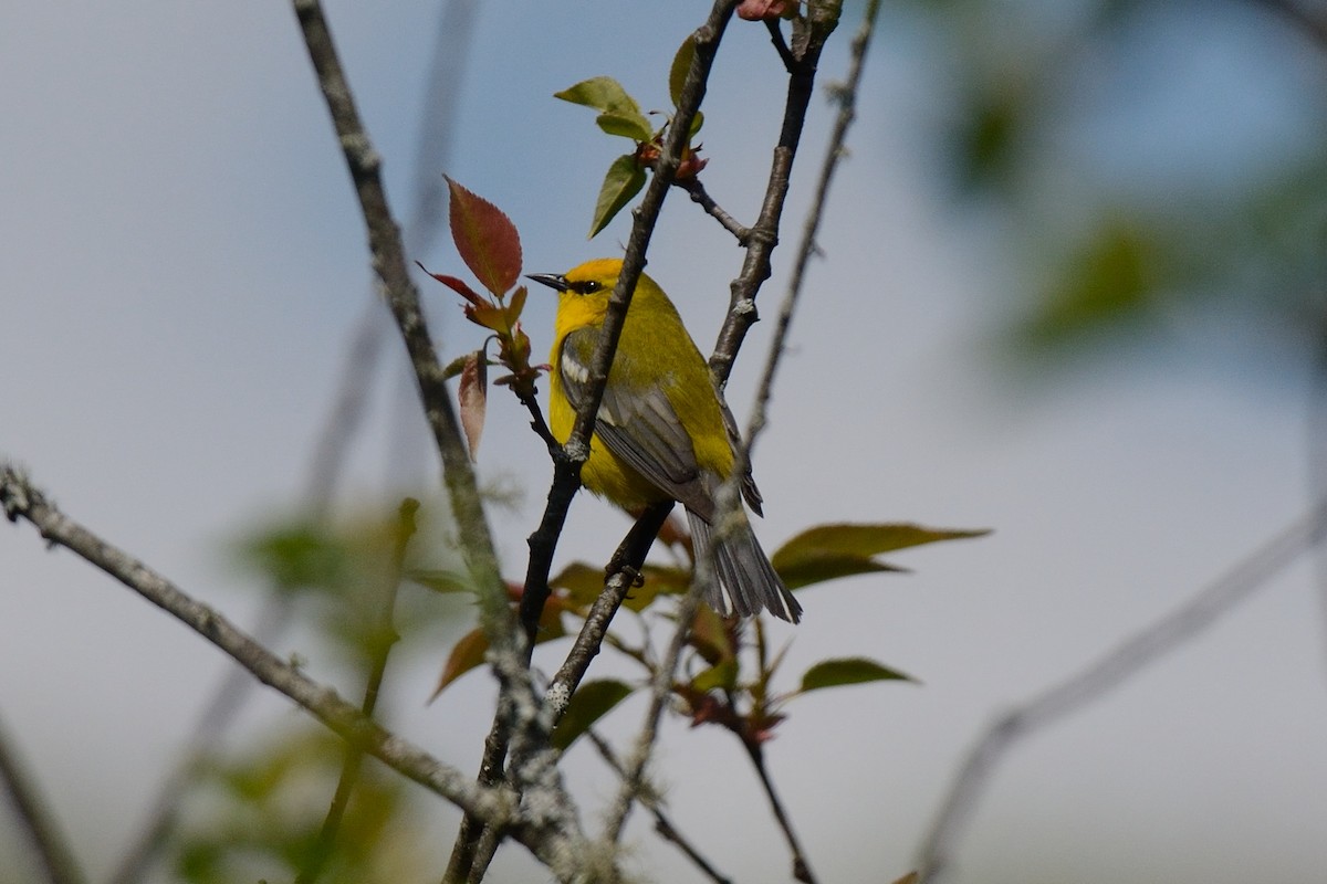 Blue-winged Warbler - ML28304081