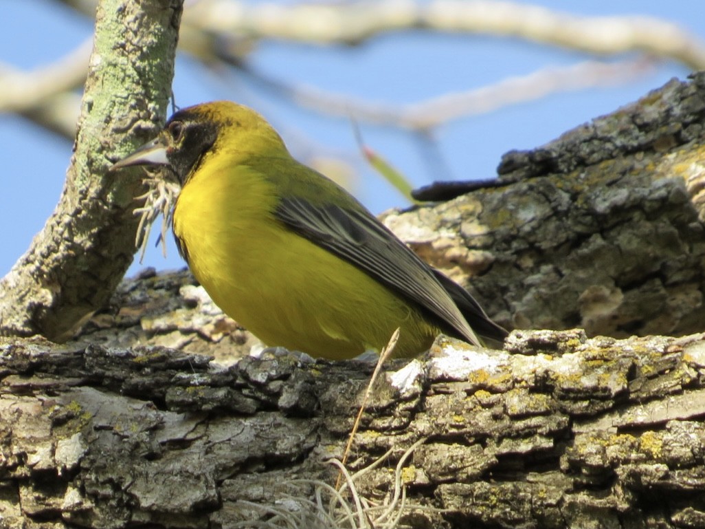 Audubon's Oriole - Nick A. Komar Jr.