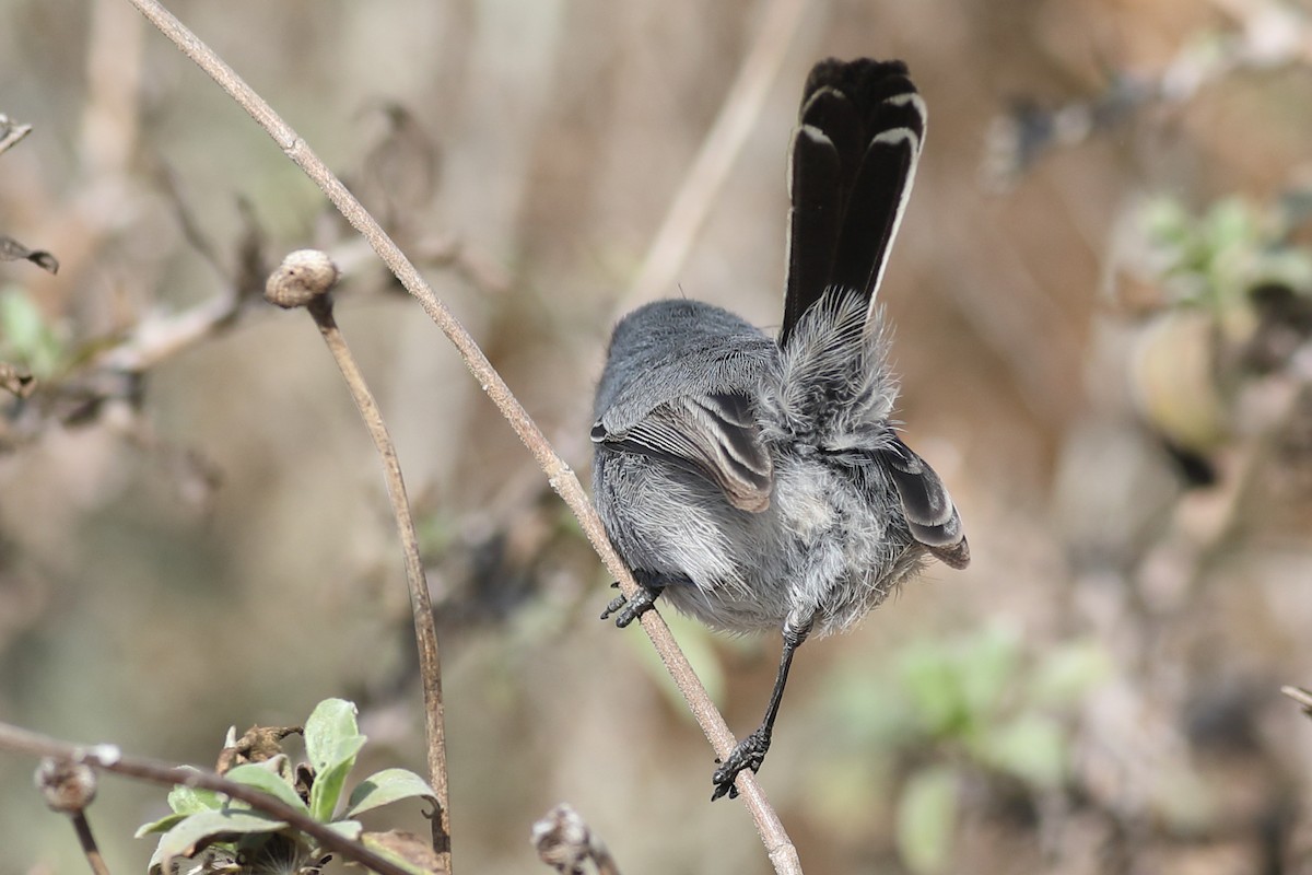 California Gnatcatcher - ML283041941