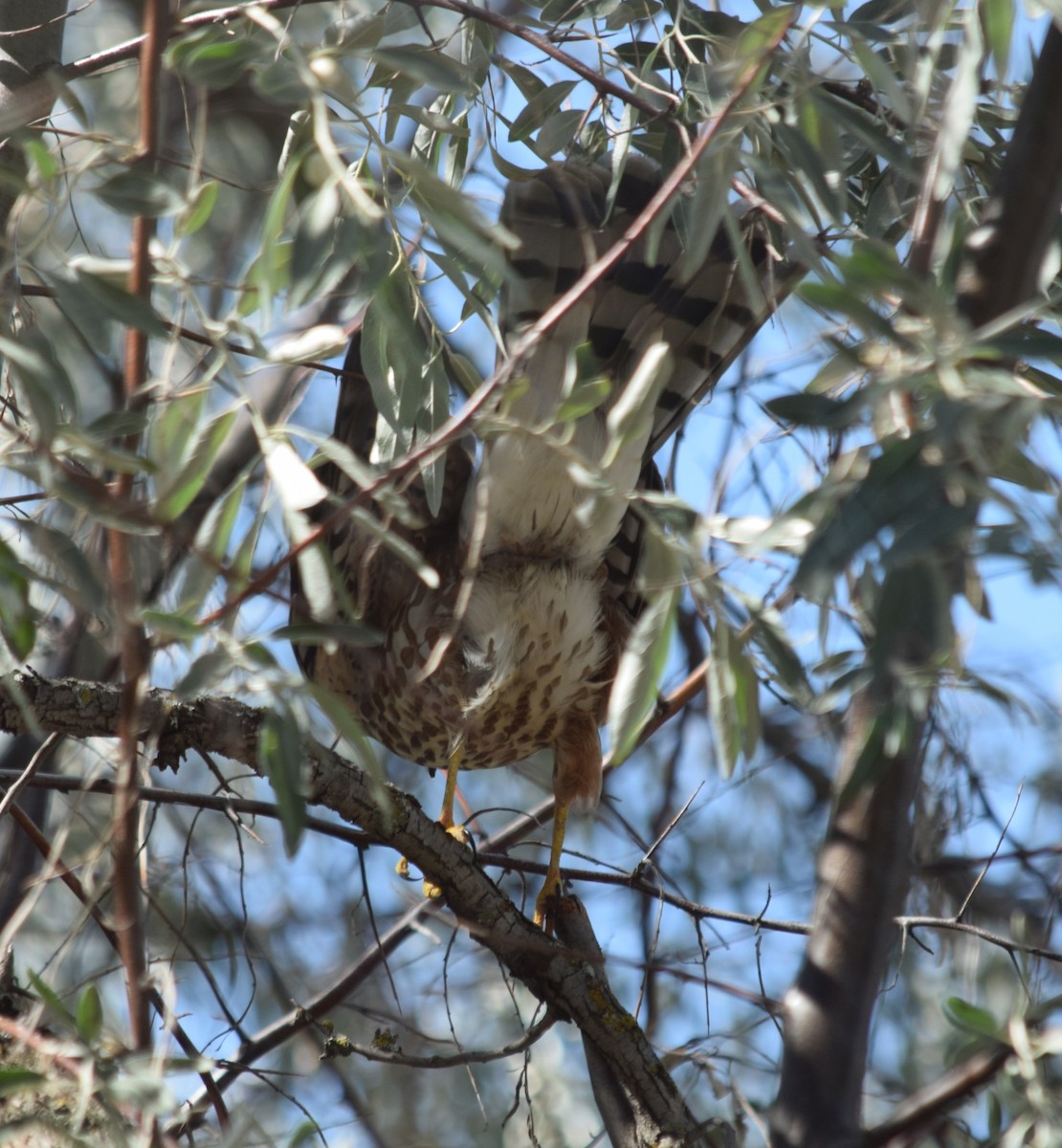 Sharp-shinned Hawk - Richard Buist