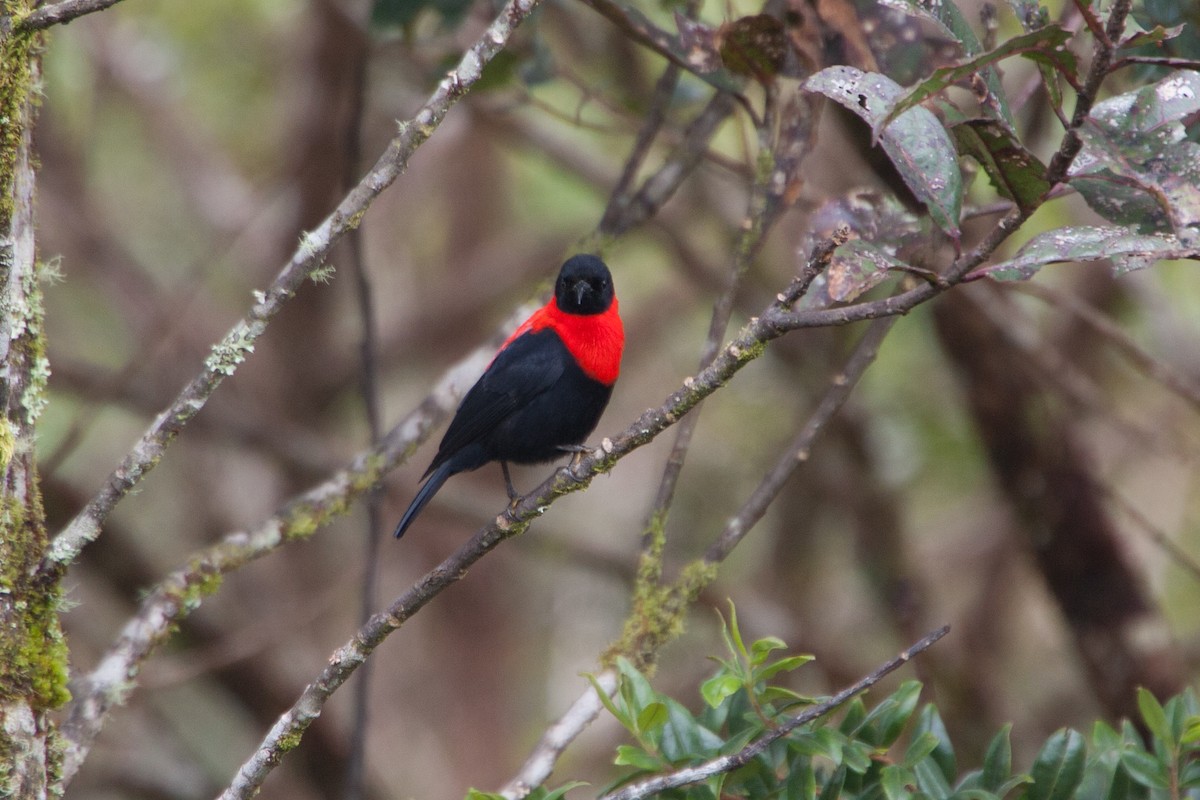 Red-collared Myzomela - ML283045281