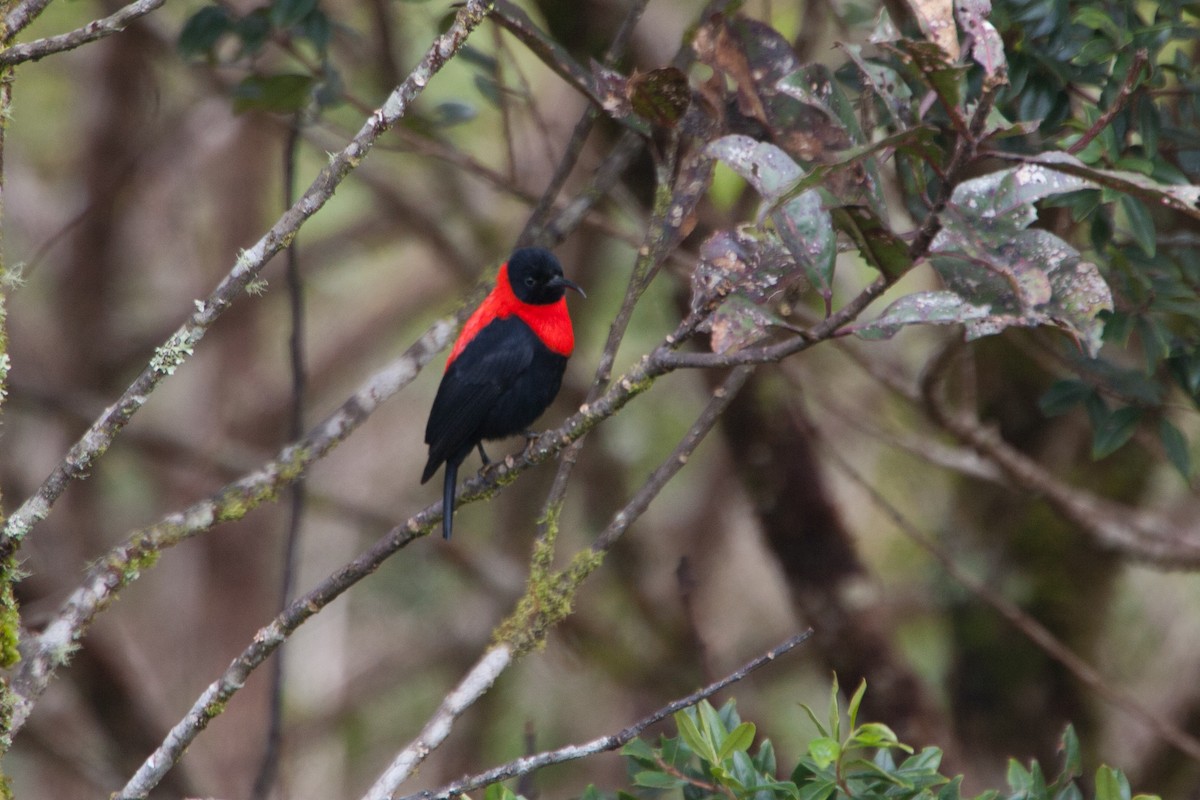 Red-collared Myzomela - ML283045291