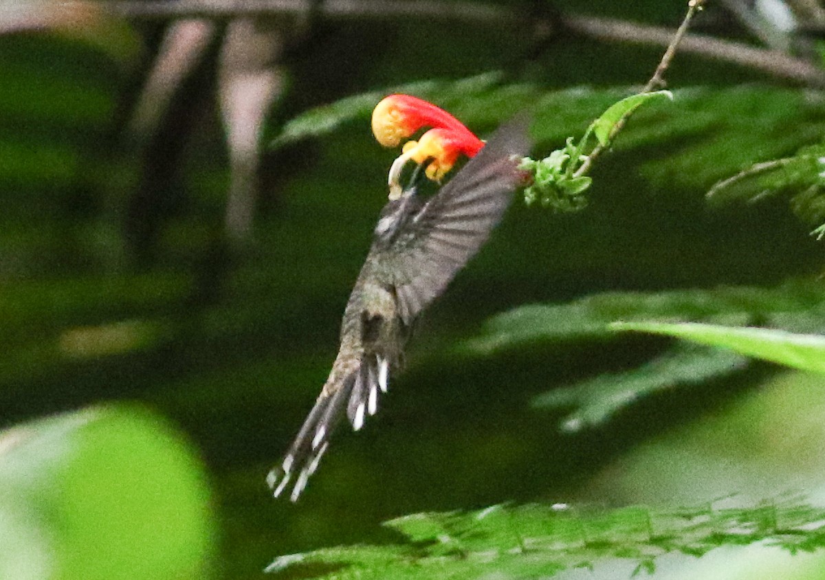 White-tipped Sicklebill - ML283046731