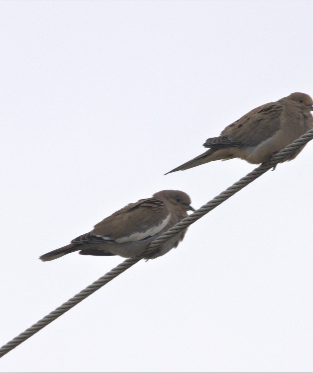 White-winged Dove - ML283047291