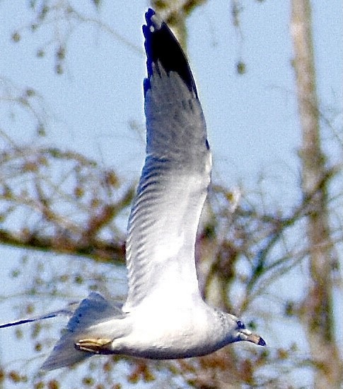 Ring-billed Gull - ML283047741