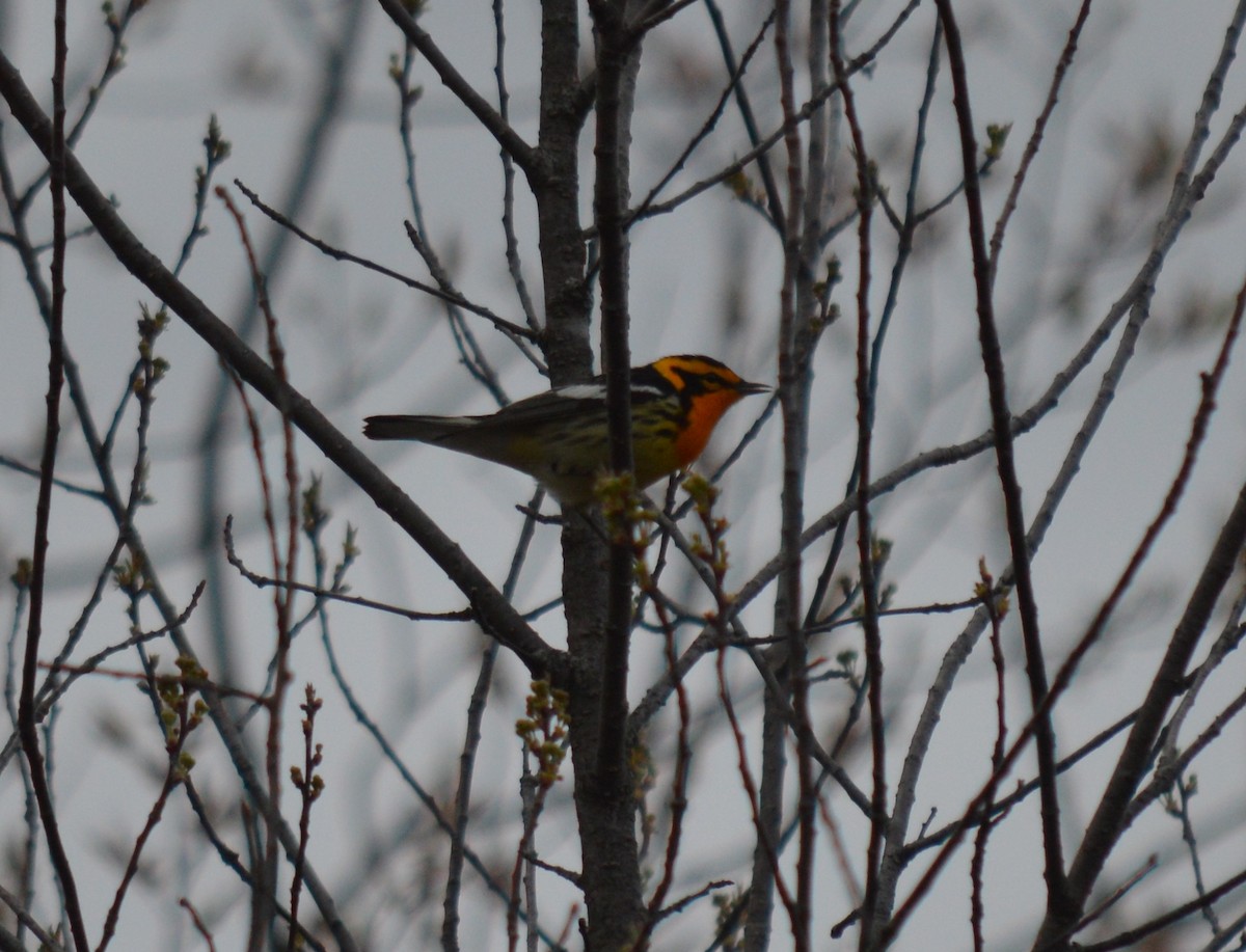 Blackburnian Warbler - ML28304791