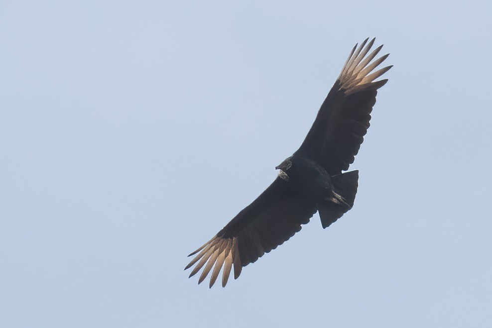 Black Vulture - ML283048041