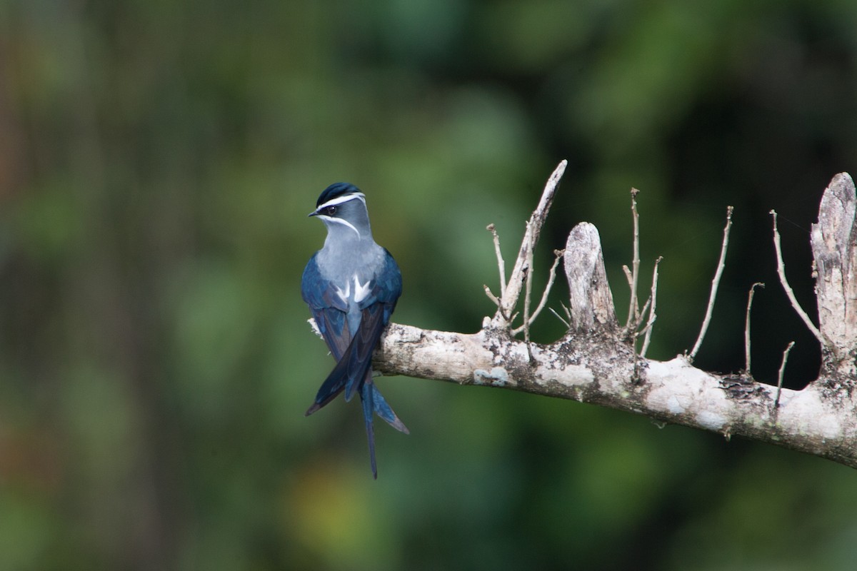 Moustached Treeswift - ML283048401