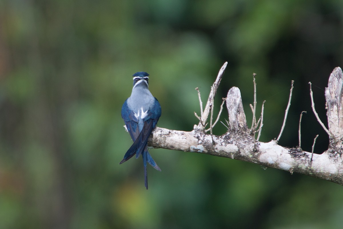 Moustached Treeswift - ML283048451