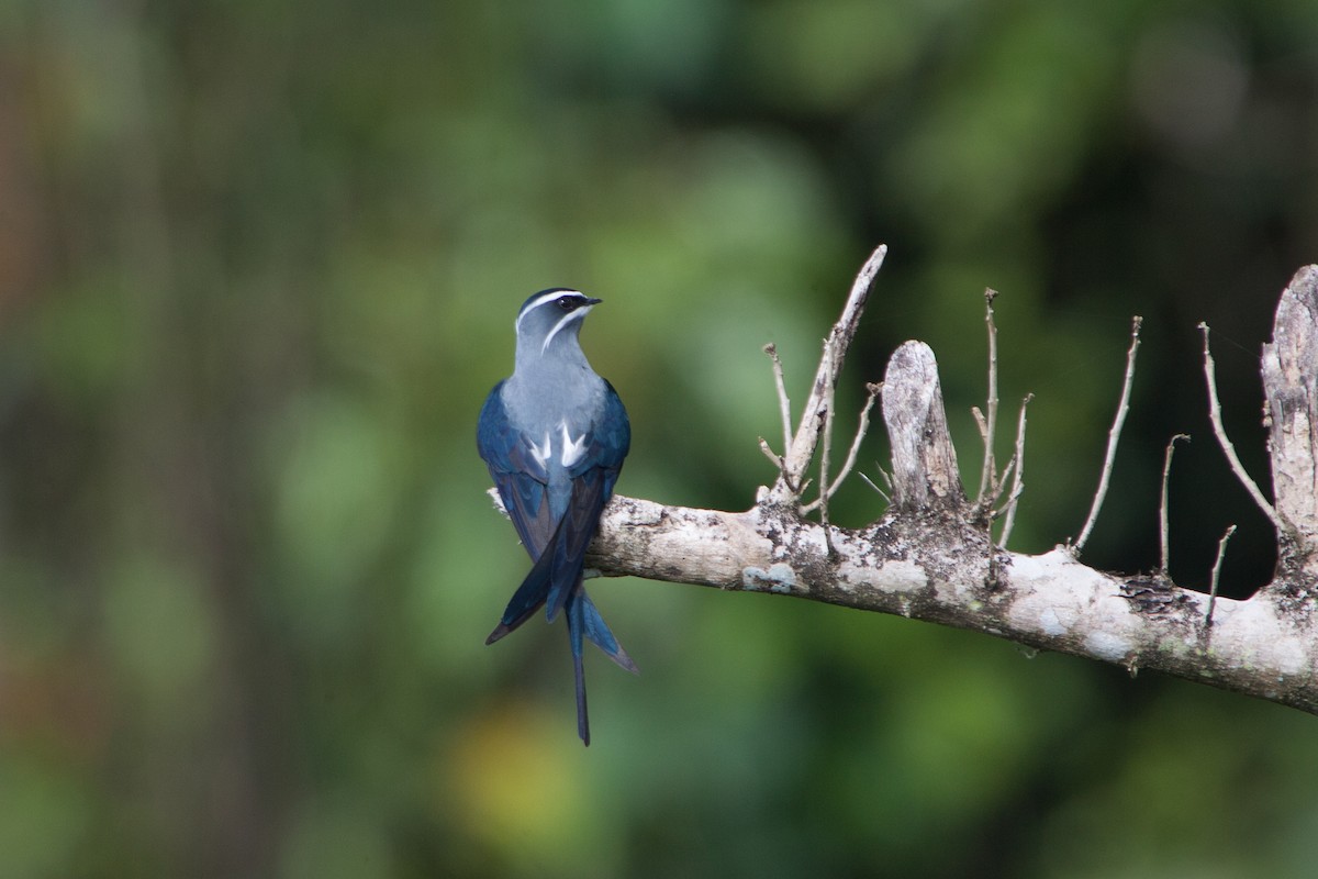 Moustached Treeswift - ML283048471