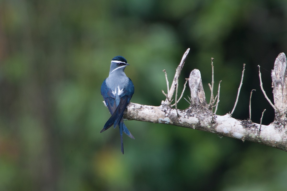 Moustached Treeswift - ML283048481