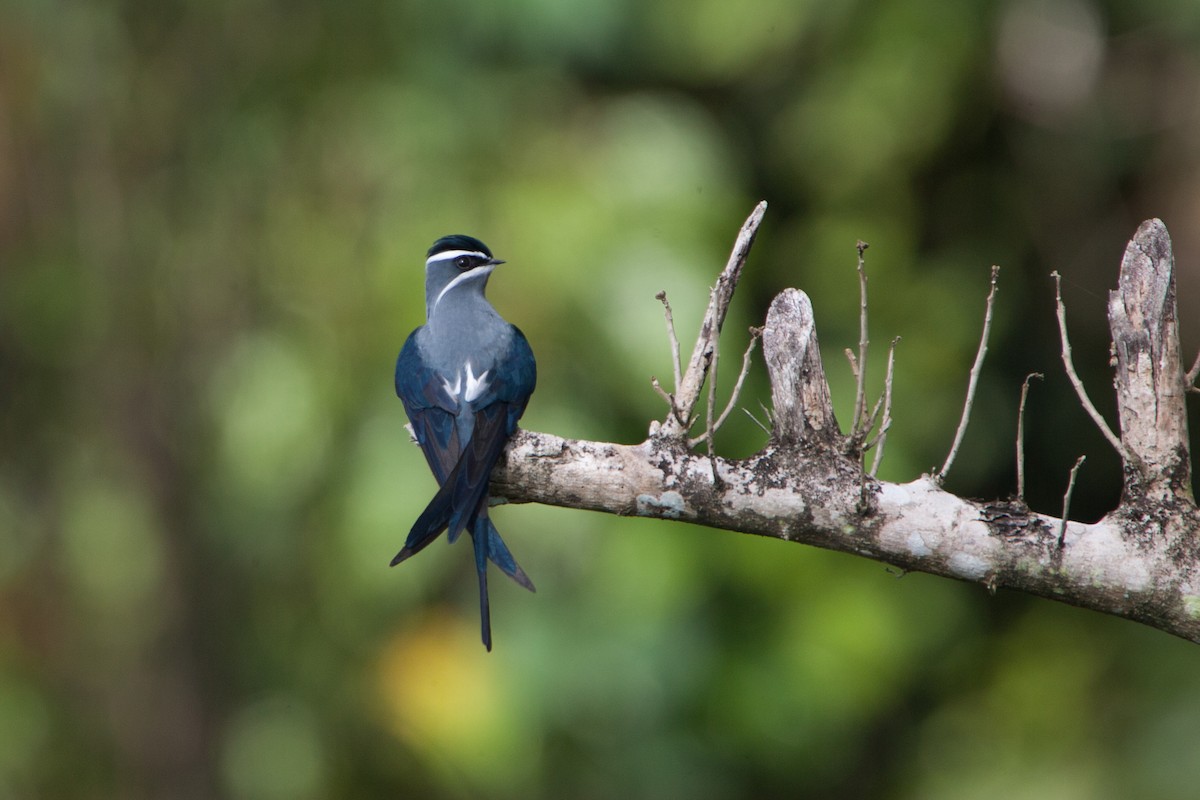 Moustached Treeswift - ML283048501