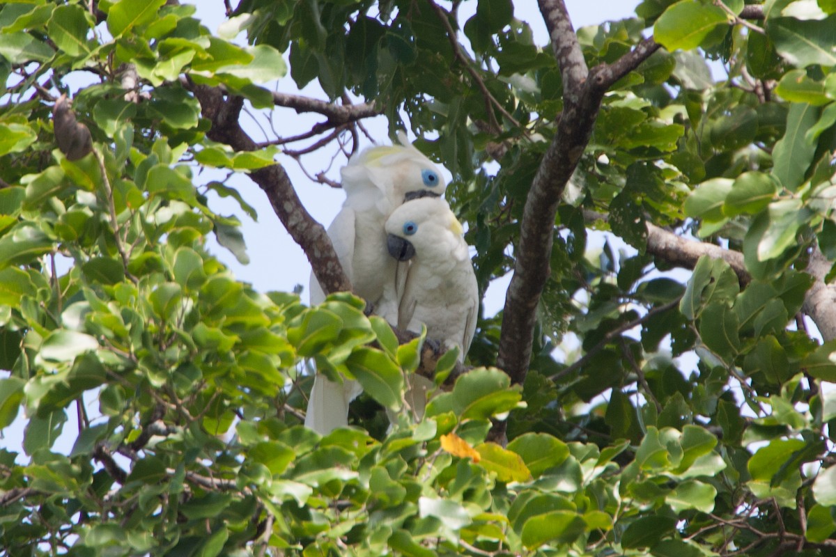 Cacatúa Oftálmica - ML283048541