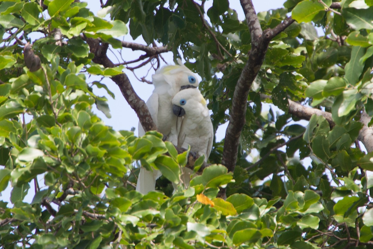 Blue-eyed Cockatoo - ML283048541