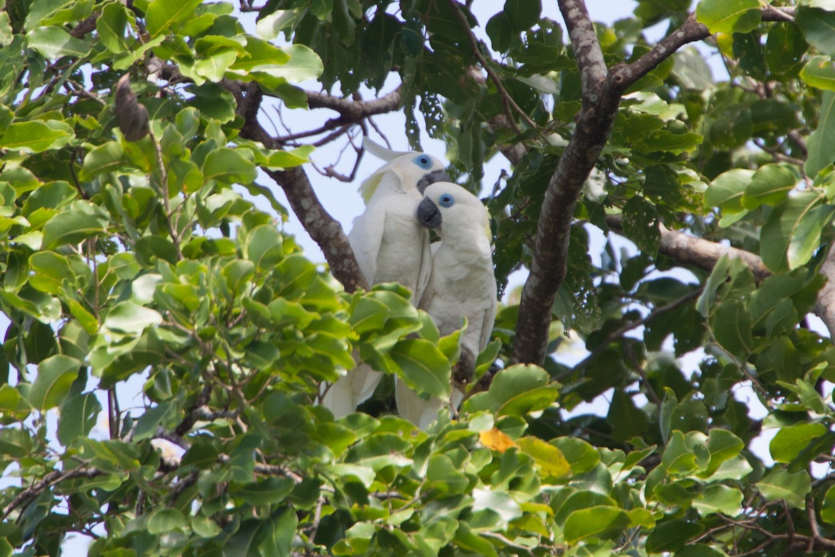 Blue-eyed Cockatoo - ML283048571