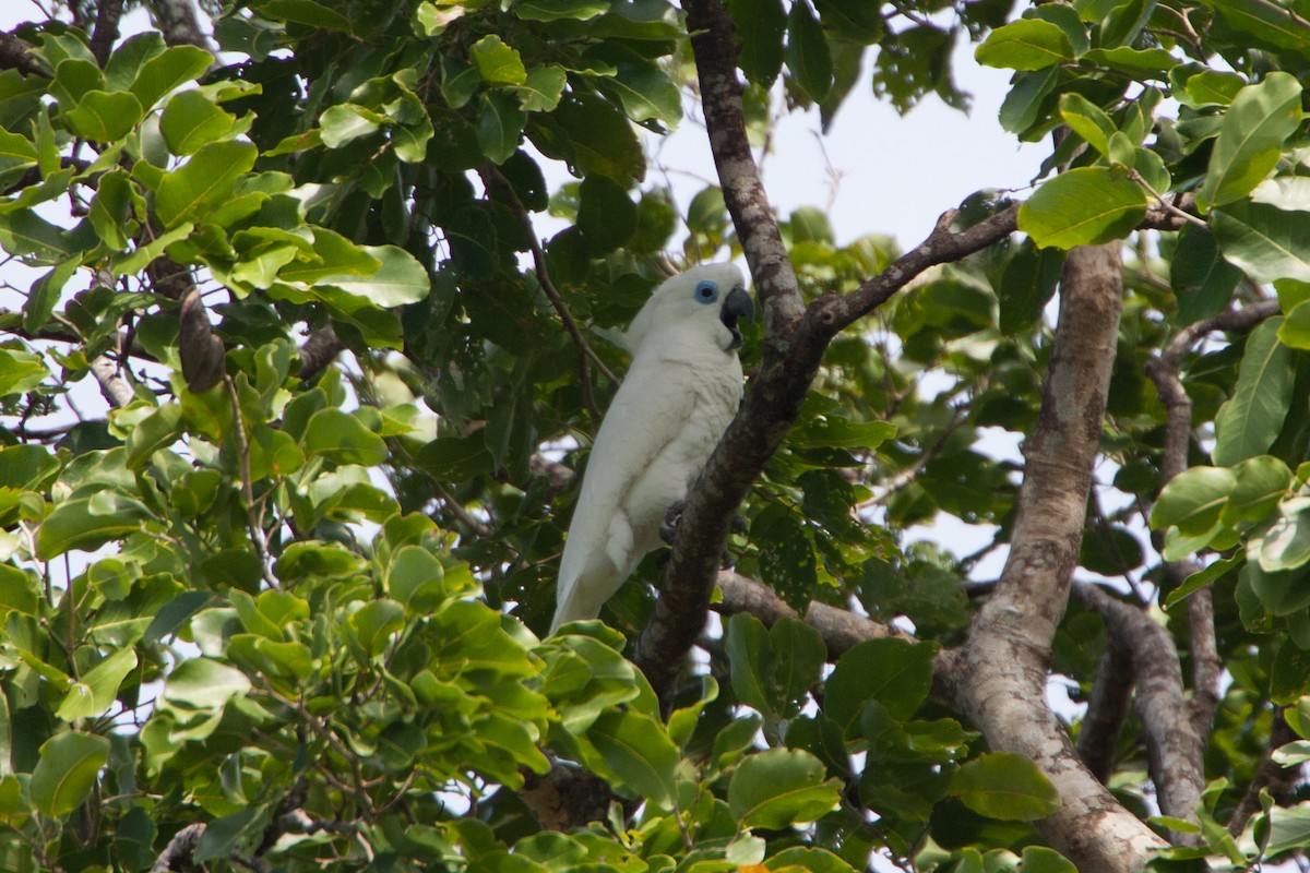 Blue-eyed Cockatoo - ML283048591