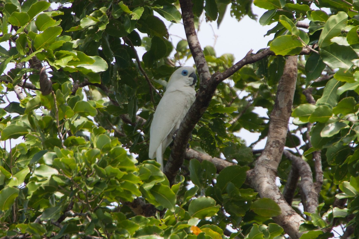 Cacatúa Oftálmica - ML283048601