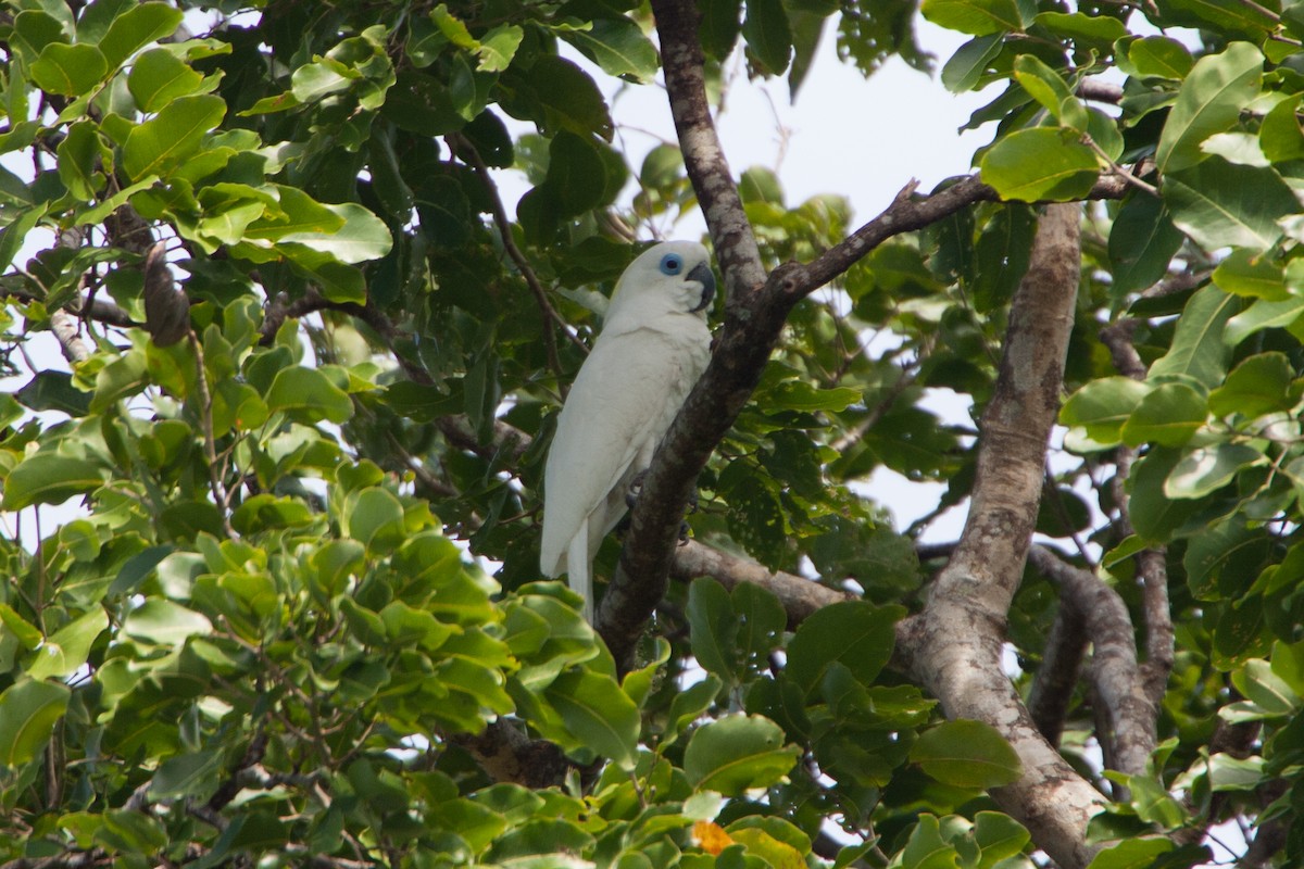 Blue-eyed Cockatoo - ML283048601