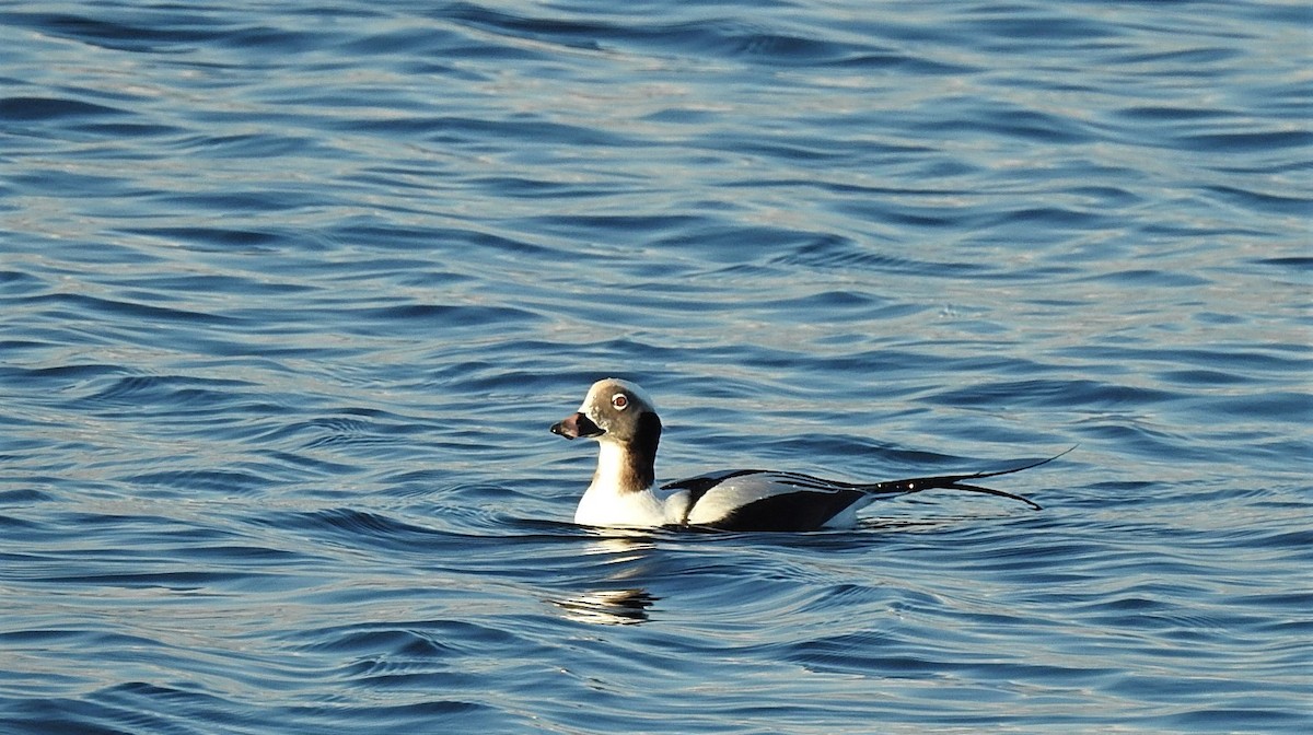 Long-tailed Duck - Vincent Glasser